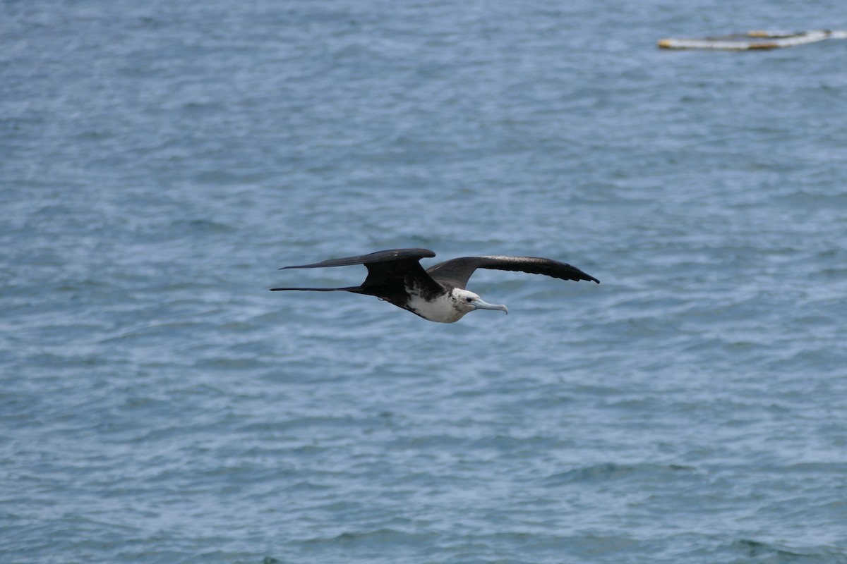 Magnificent Frigatebird - Kenrith Carter