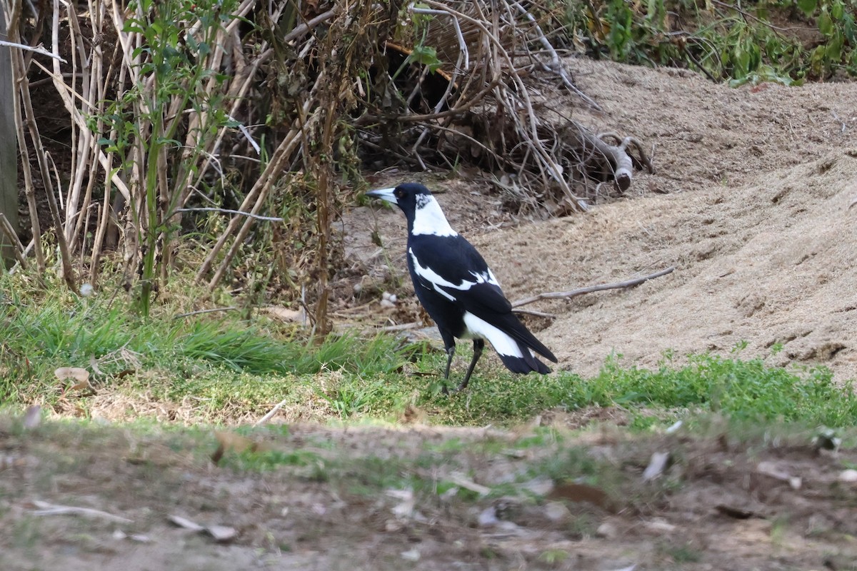 Australian Magpie - ML604691981