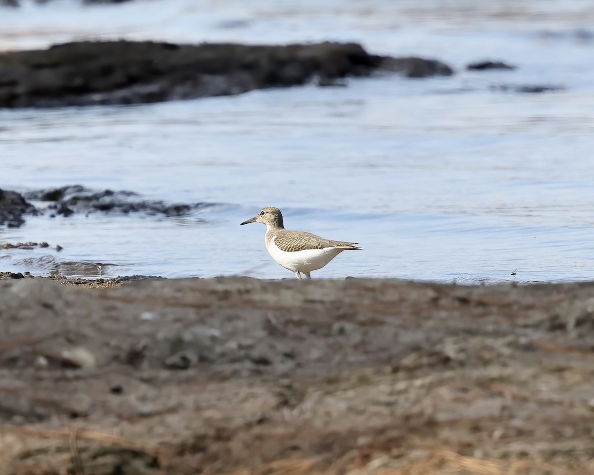 Spotted Sandpiper - ML604692531