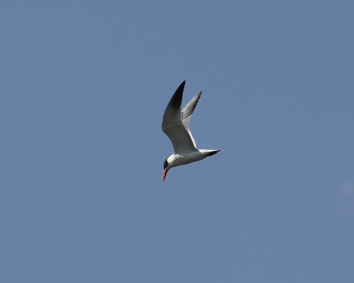 Caspian Tern - ML604692571