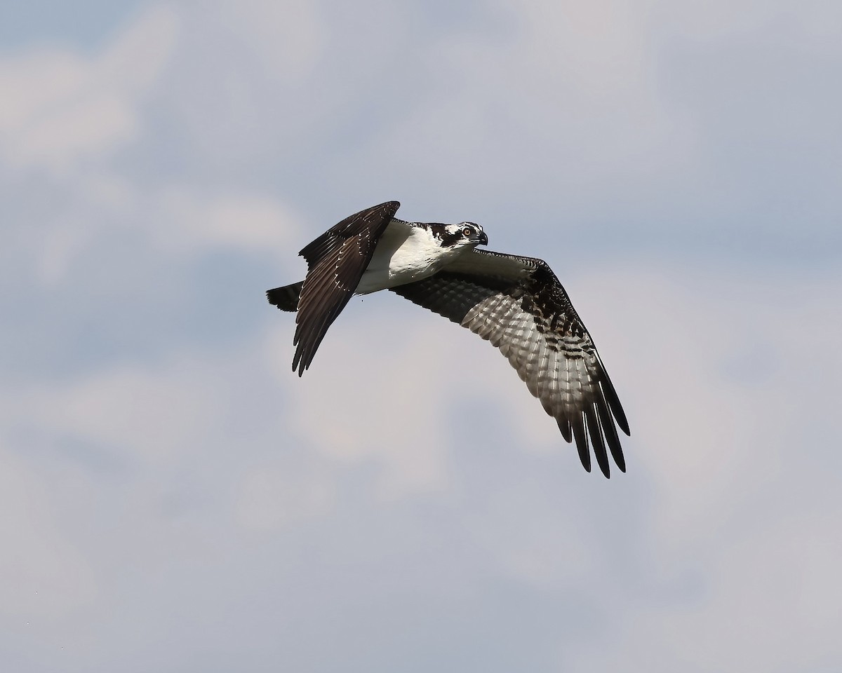 Osprey - ML604692611