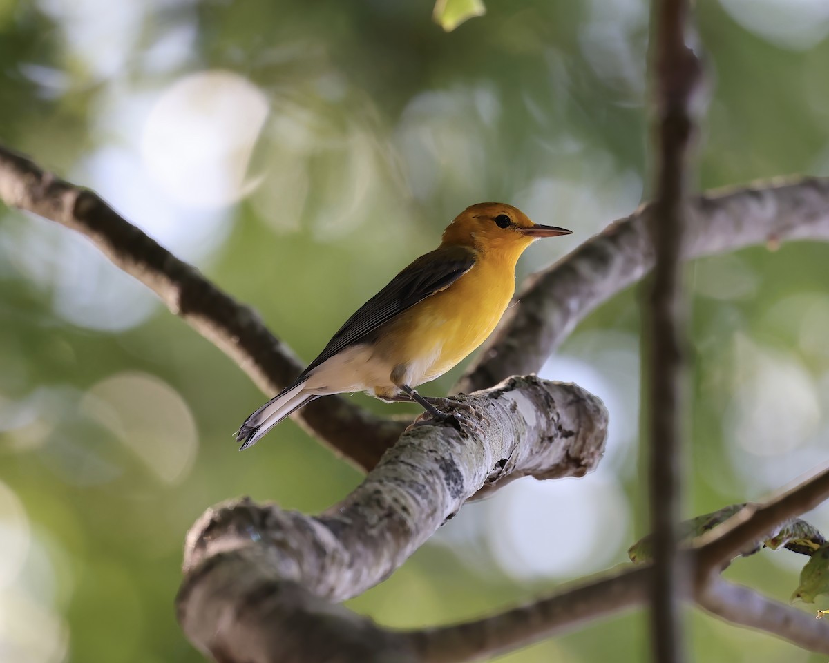 Prothonotary Warbler - ML604692801