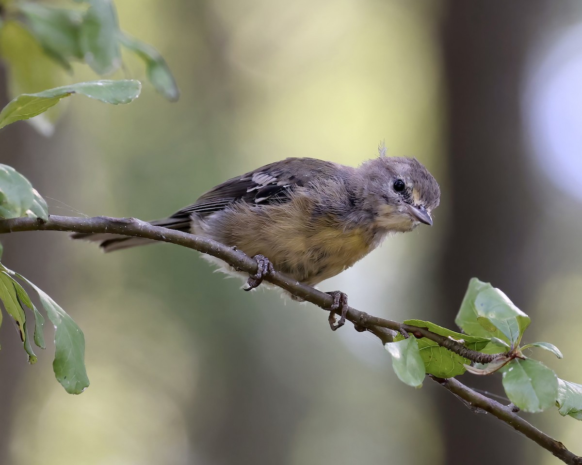 Pine Warbler - ML604692861