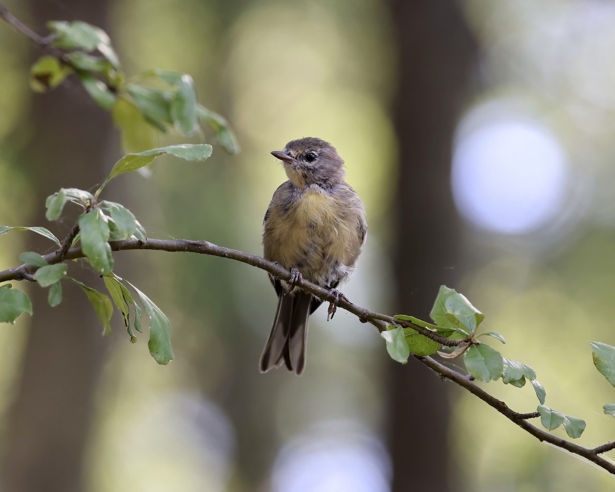 Pine Warbler - ML604692871