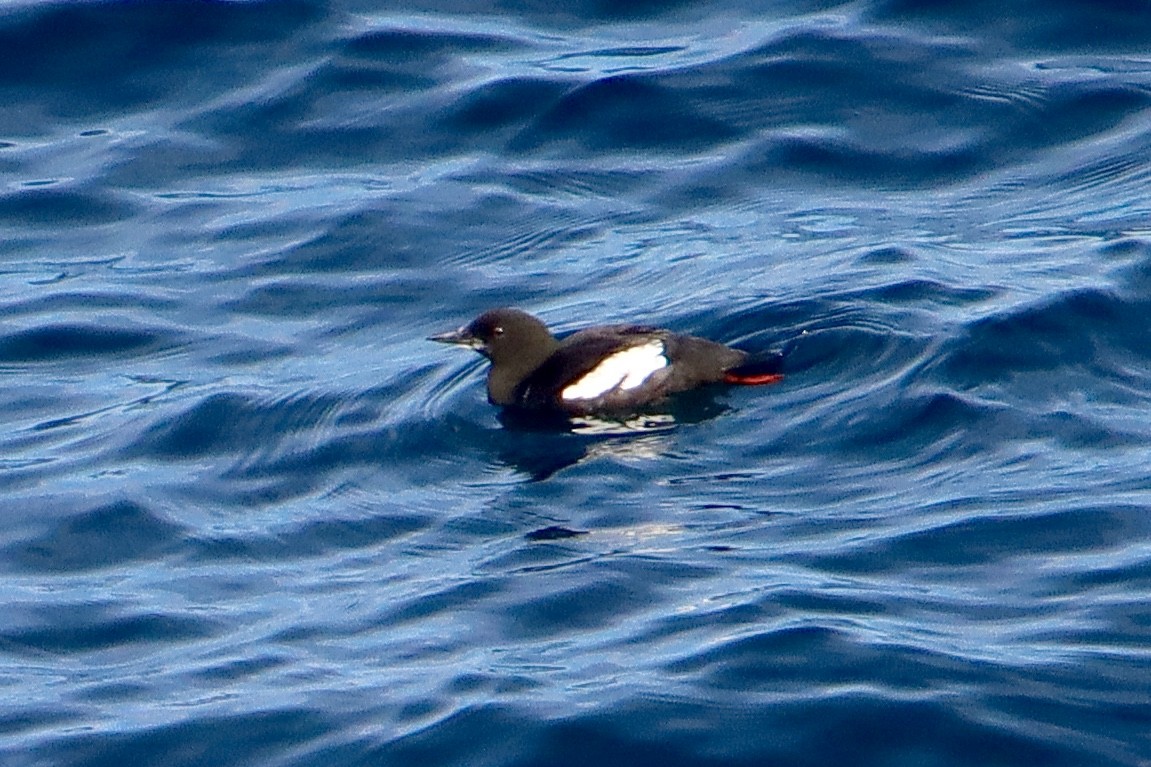 Black Guillemot - ML604692961