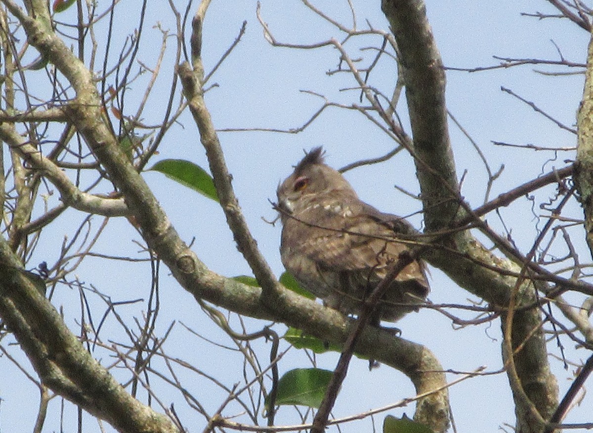 Búho de Coromandel - ML604692981