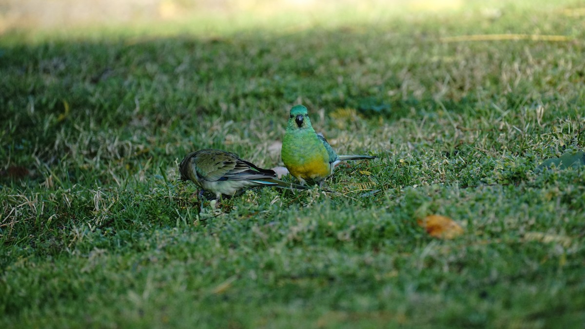 Red-rumped Parrot - ML604693501