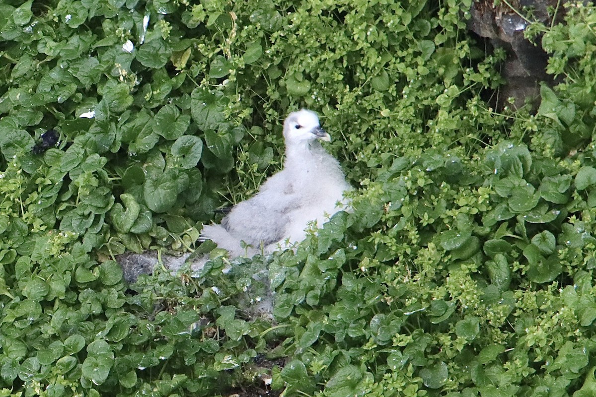 Northern Fulmar - ML604693791