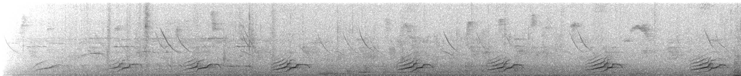 Bindenameisenwürger [doliatus-Gruppe] - ML604694421