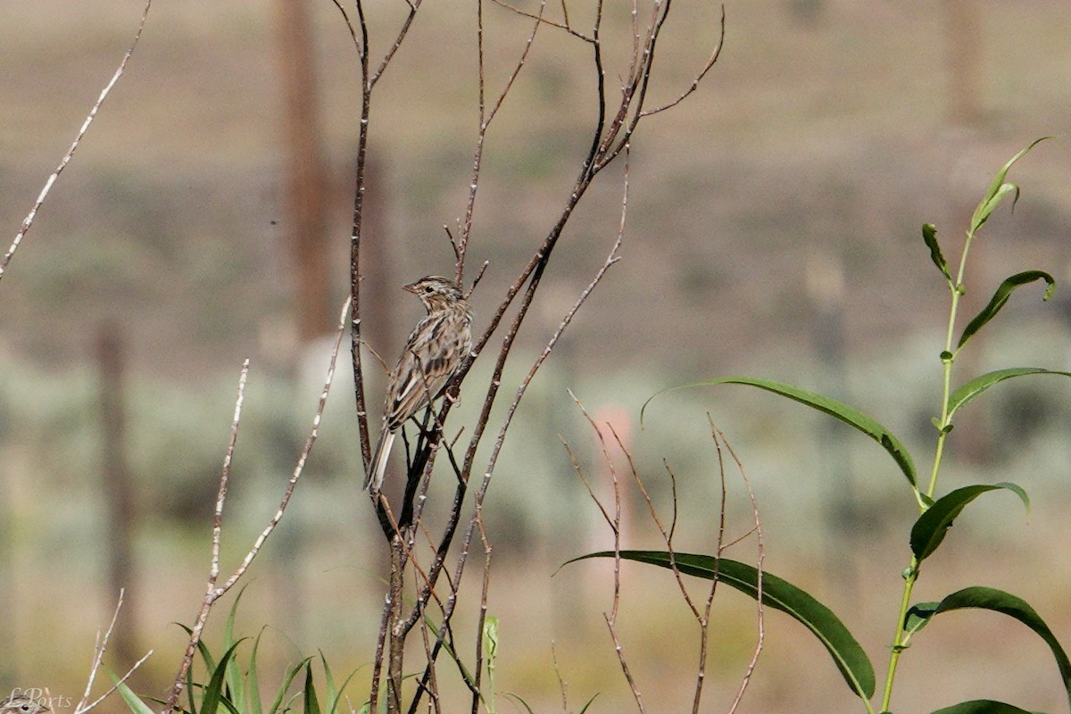 Vesper Sparrow - ML604694831