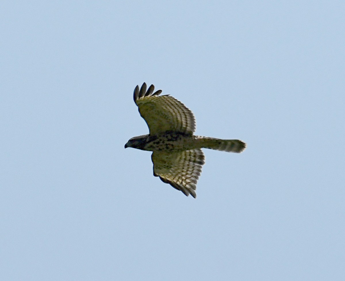 Red-shouldered Hawk - ML604694871