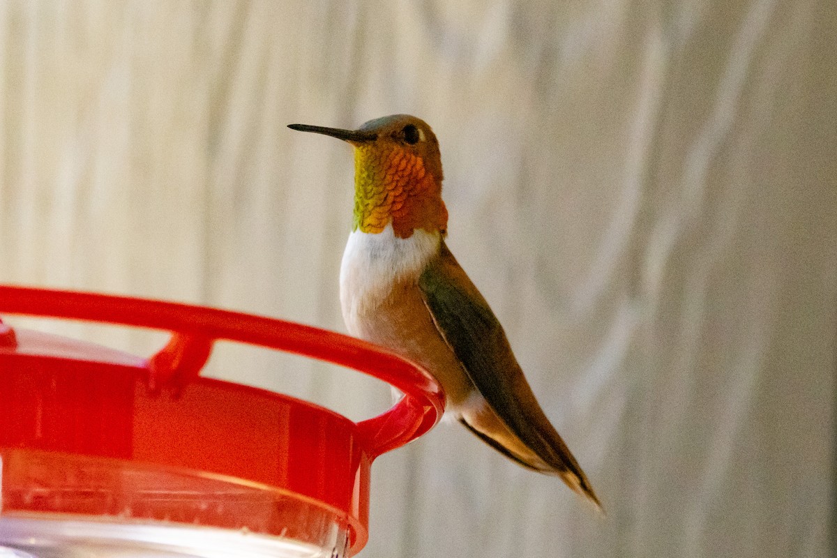Rufous Hummingbird - Gordon Starkebaum