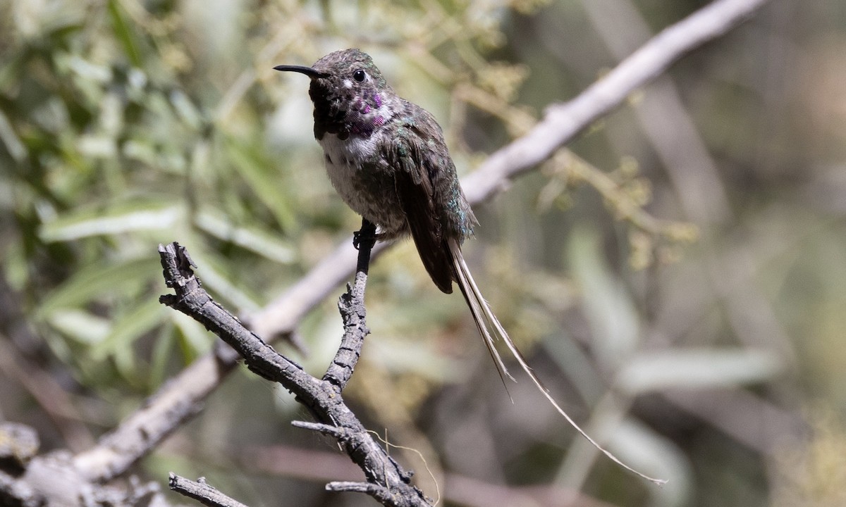 Peruvian Sheartail - ML604695471