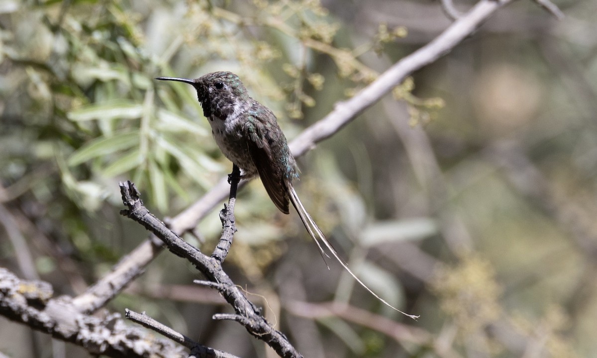 Peruvian Sheartail - ML604695501