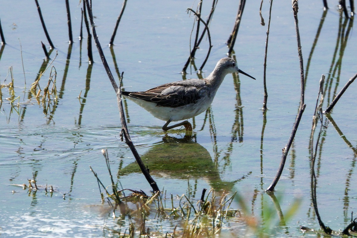 Wilson's Phalarope - ML604696011