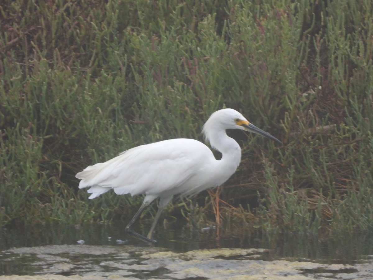 Snowy Egret - ML604697591