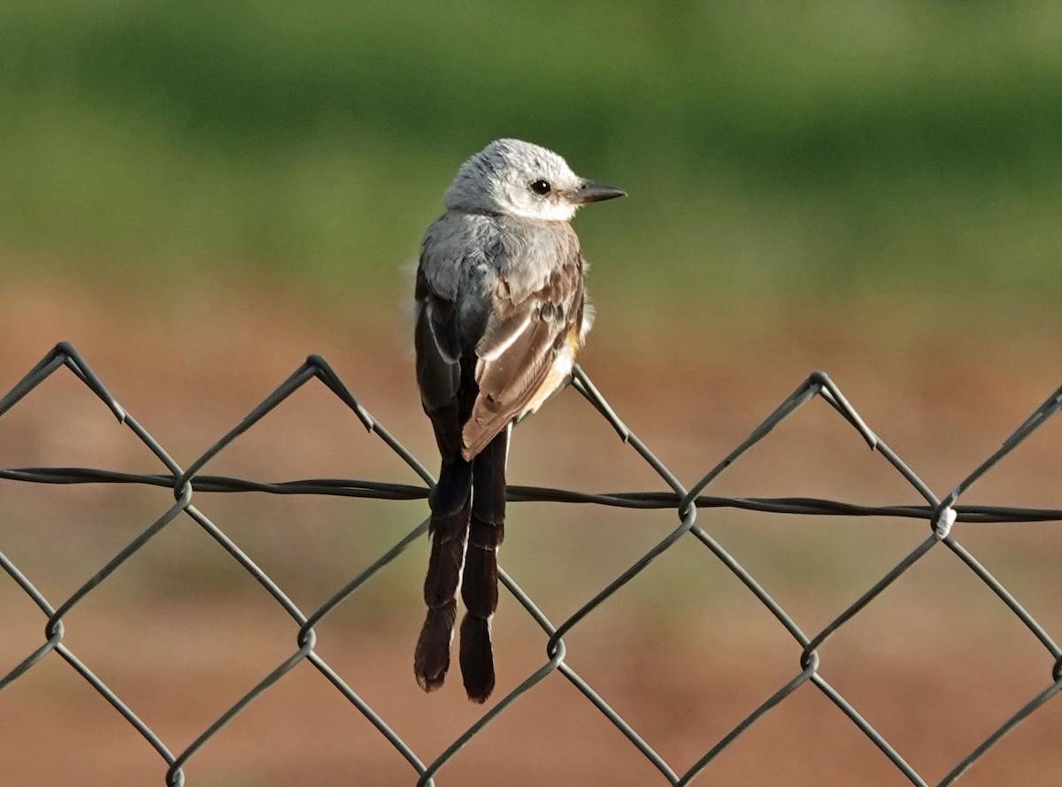 Scissor-tailed Flycatcher - ML604697801