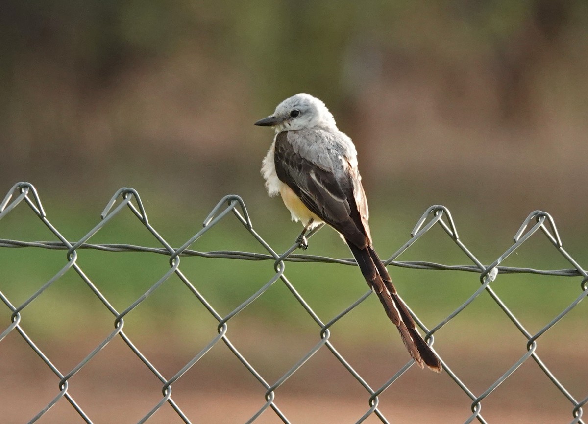 Scissor-tailed Flycatcher - ML604697811