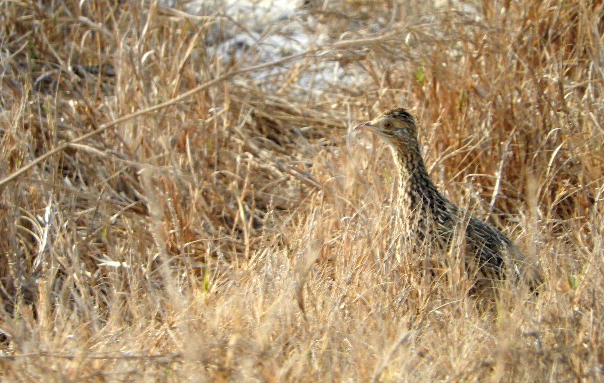 Spotted Nothura - ML604697921