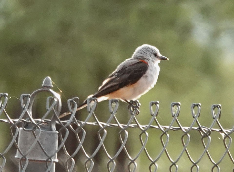 Scissor-tailed Flycatcher - ML604697991