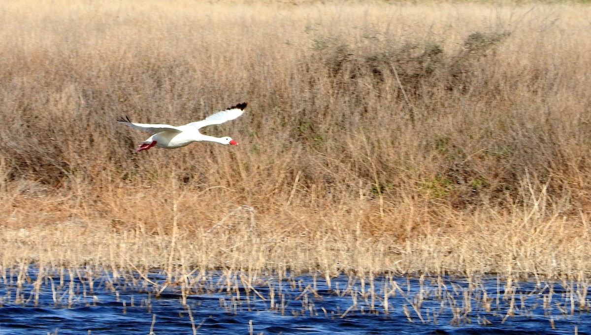 Coscoroba Swan - ML604698131