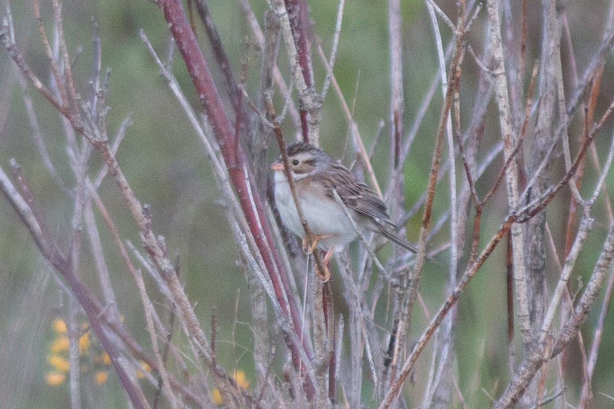 Clay-colored Sparrow - ML60469821