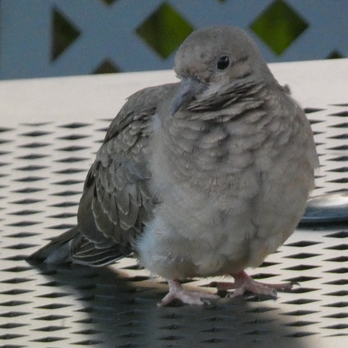 Mourning Dove - ML604698251