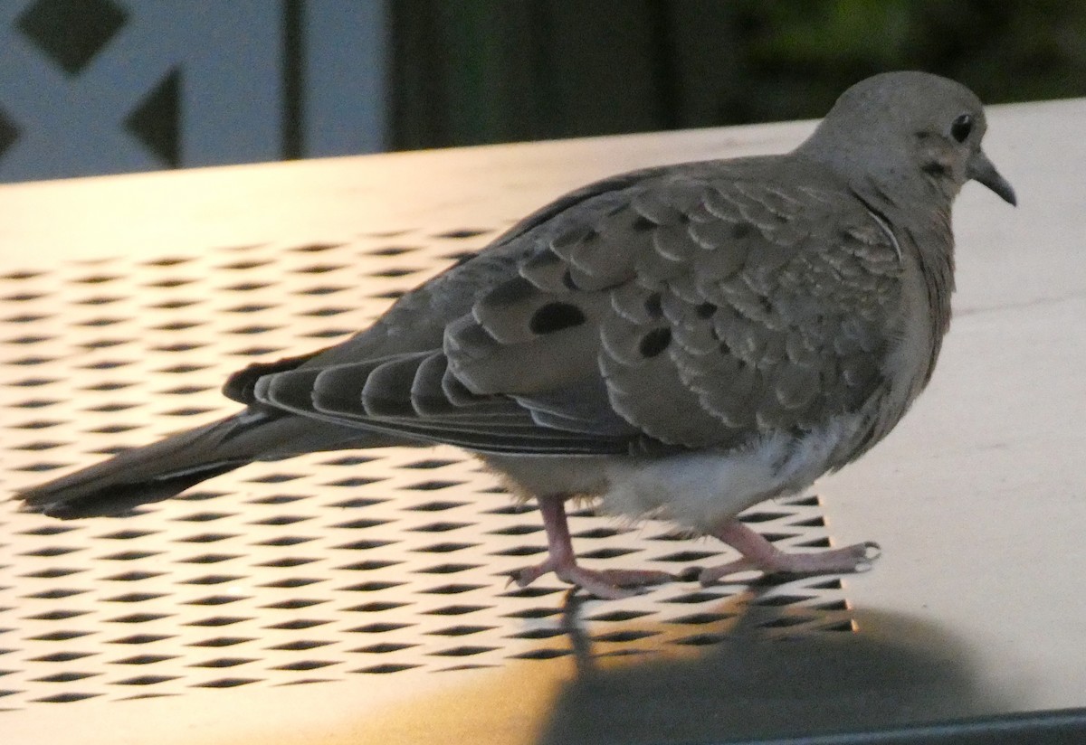 Mourning Dove - ML604698261