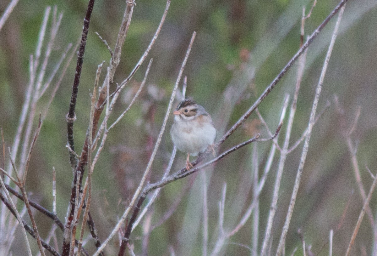 Clay-colored Sparrow - Joel Strong