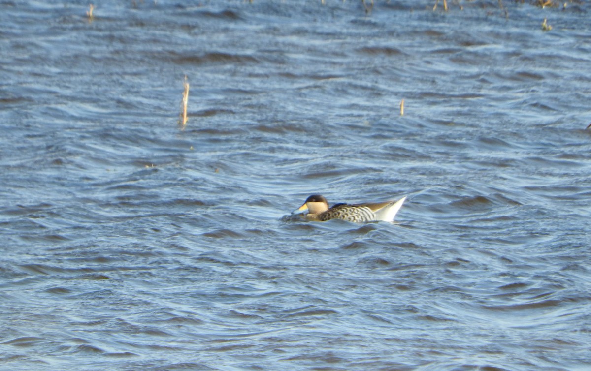 Silver Teal - ML604698521