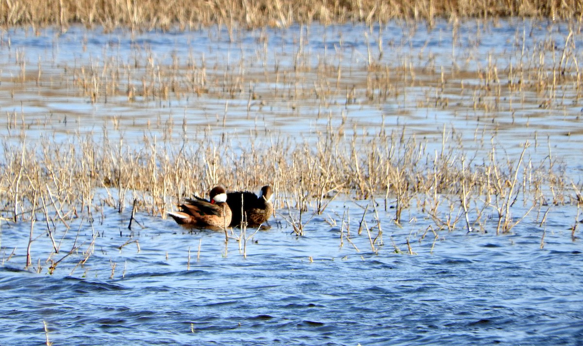 White-cheeked Pintail - ML604698611