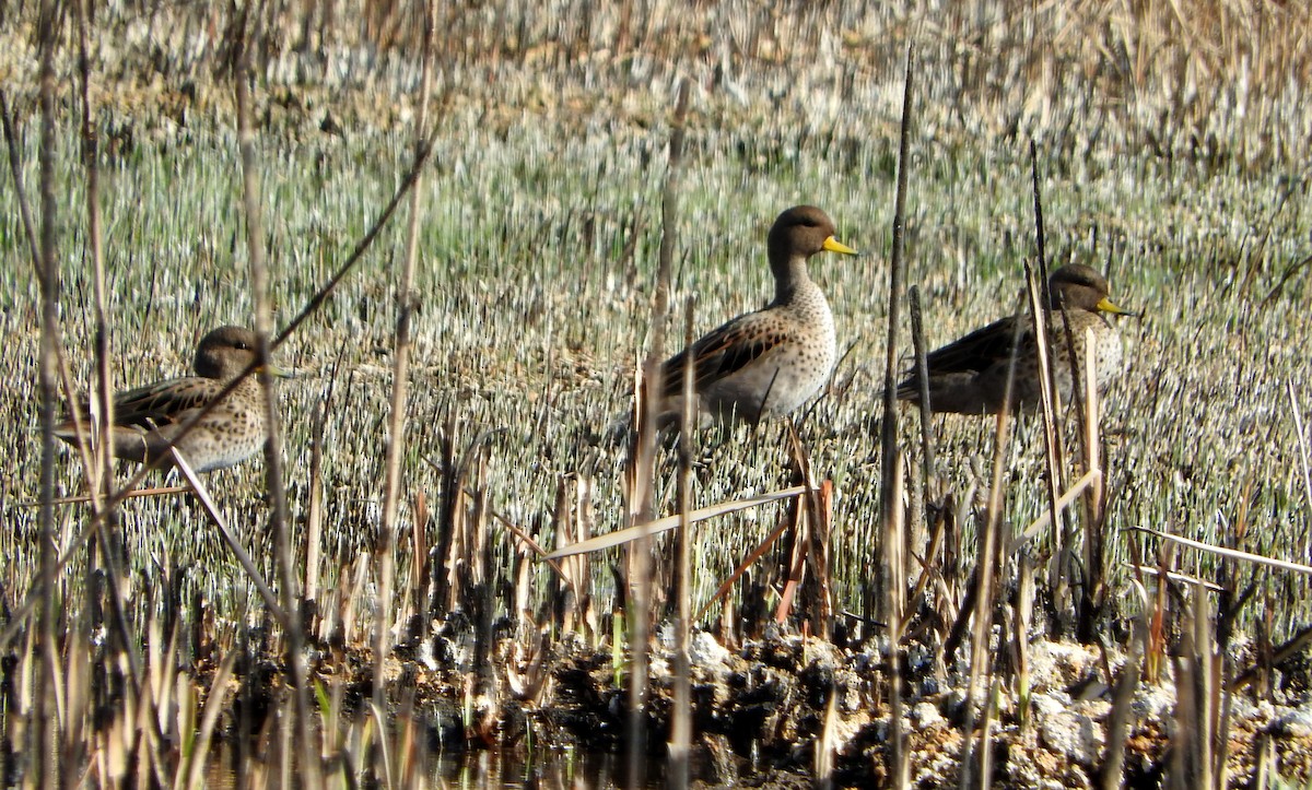 Yellow-billed Teal - ML604698711