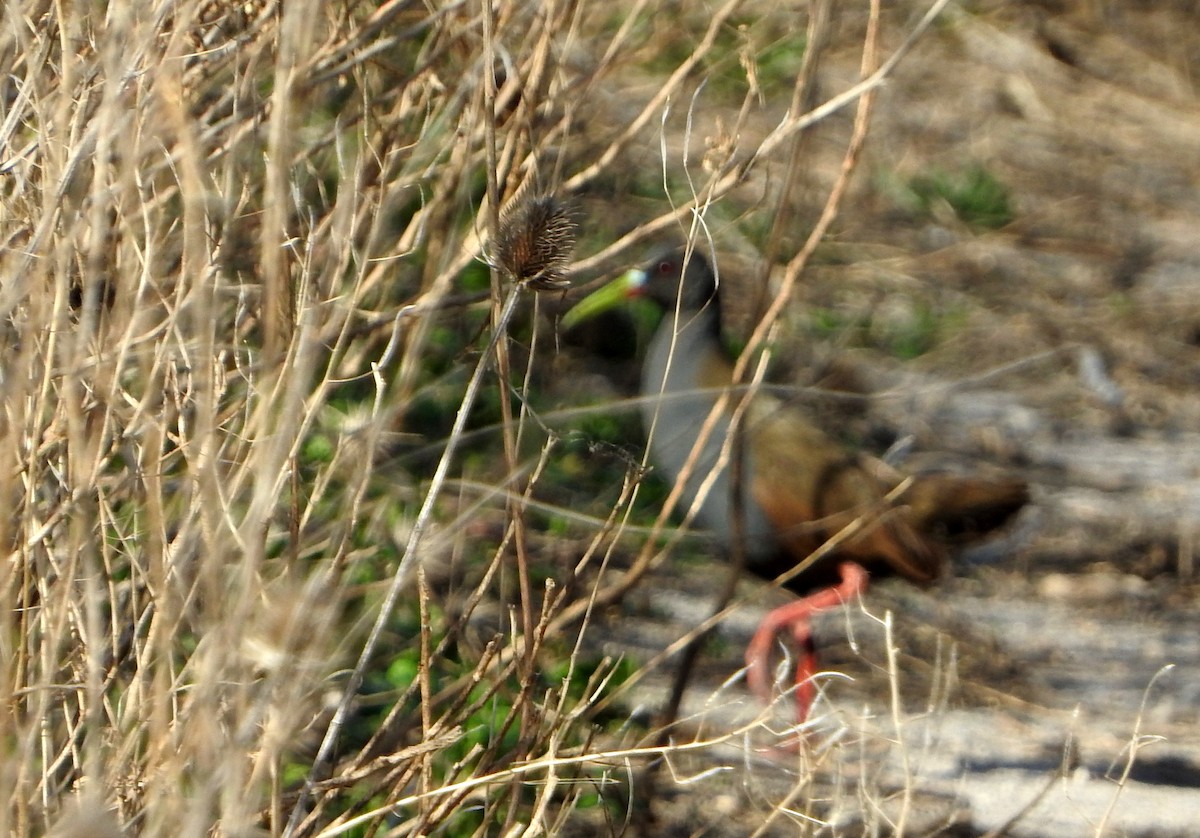 Plumbeous Rail - Diego perez