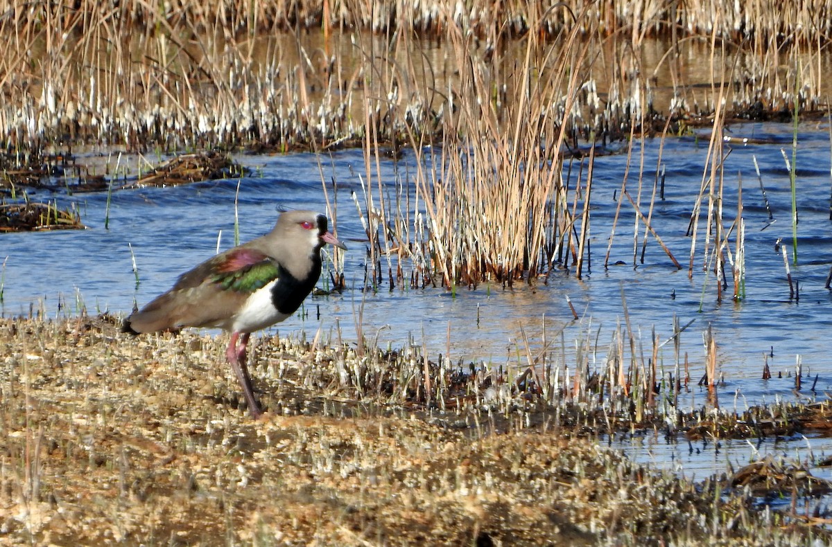 Southern Lapwing - ML604699161
