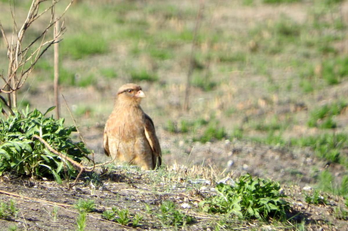 Chimango Caracara - ML604699281