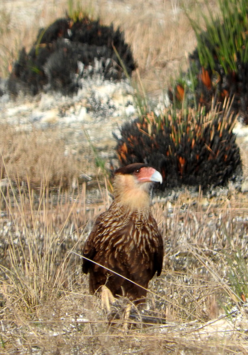 Crested Caracara - ML604699391