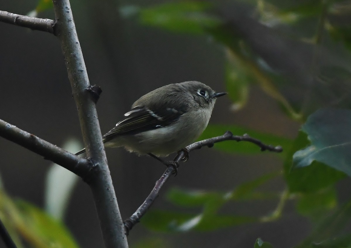 Ruby-crowned Kinglet - ML604699441