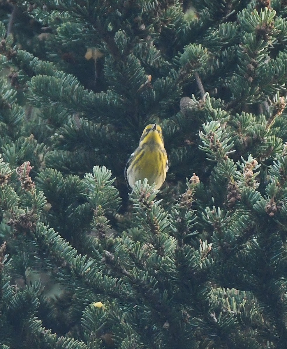 Townsend's Warbler - ML604699571