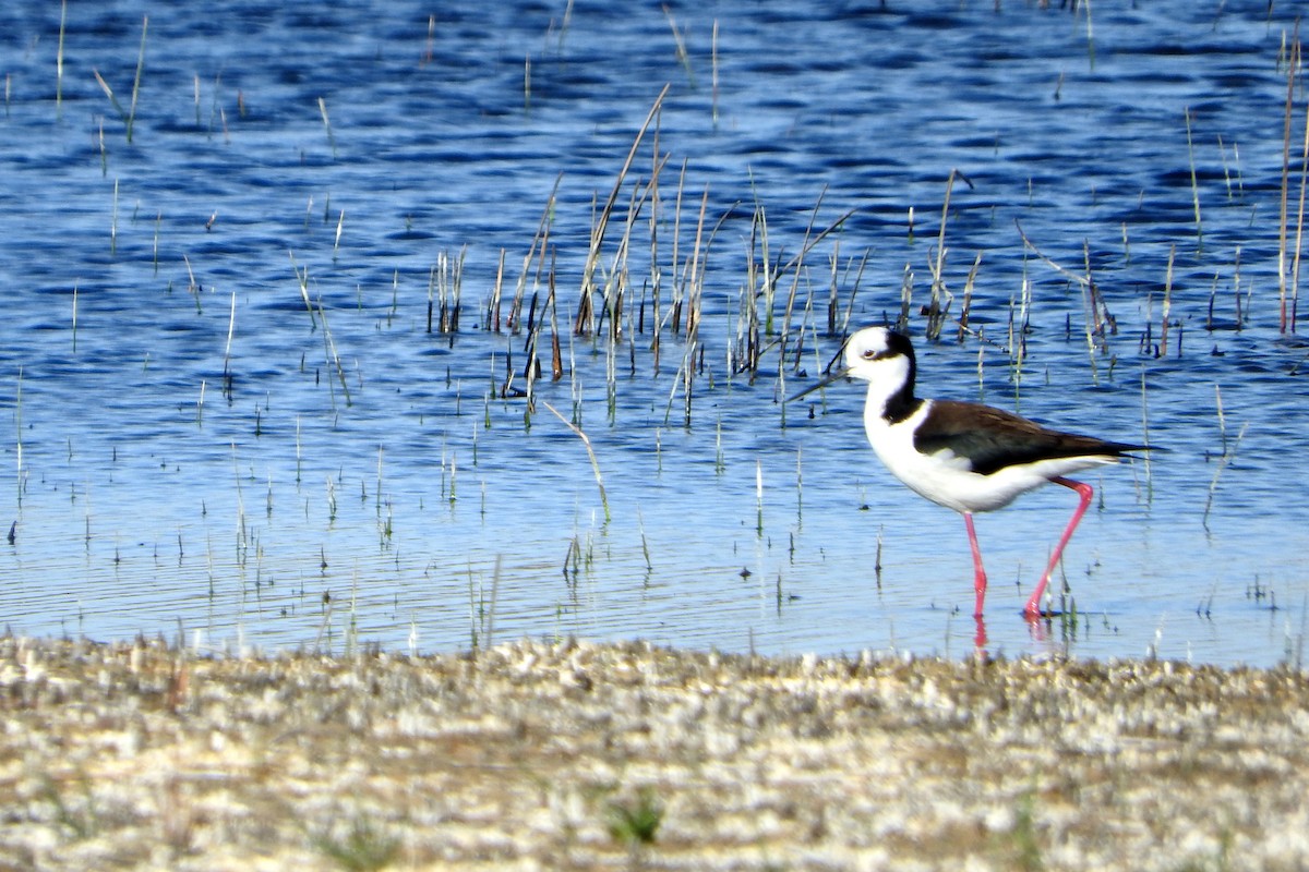 Black-necked Stilt - ML604699721