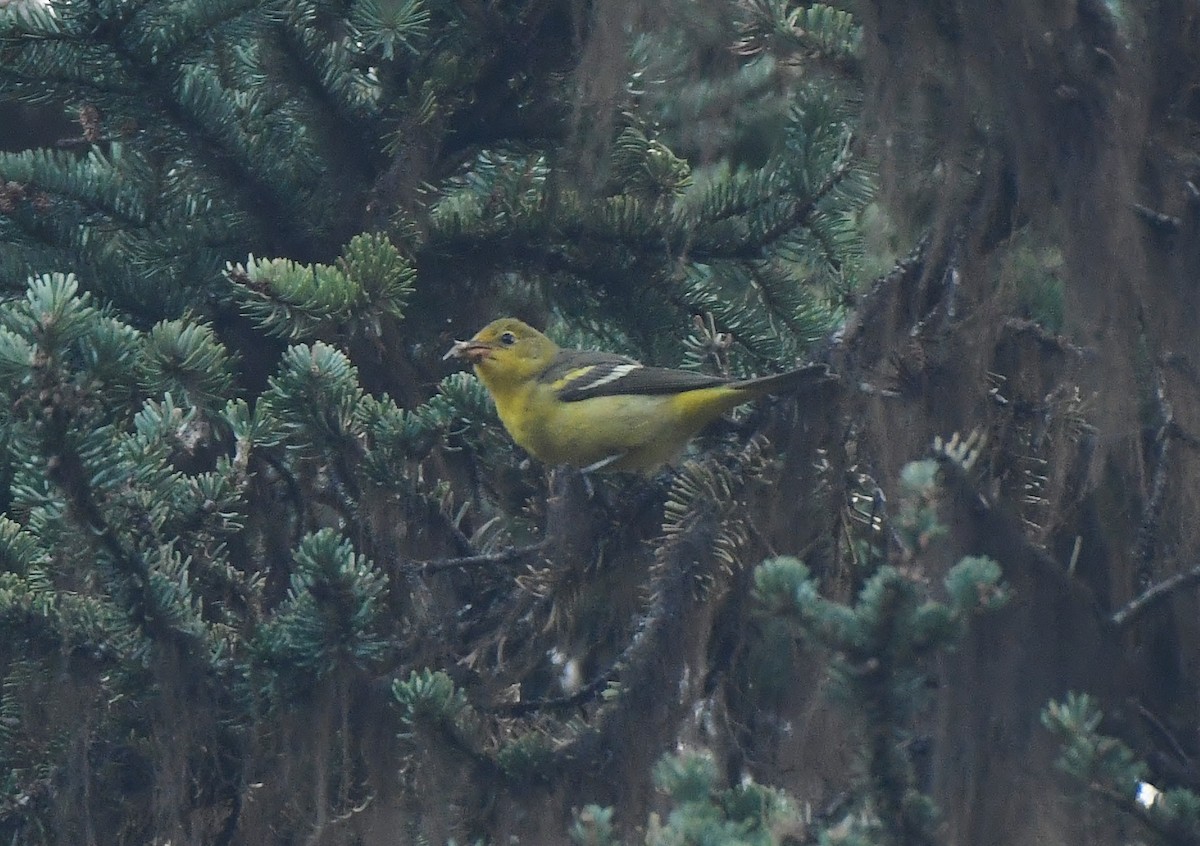 Western Tanager - Rachel Hudson