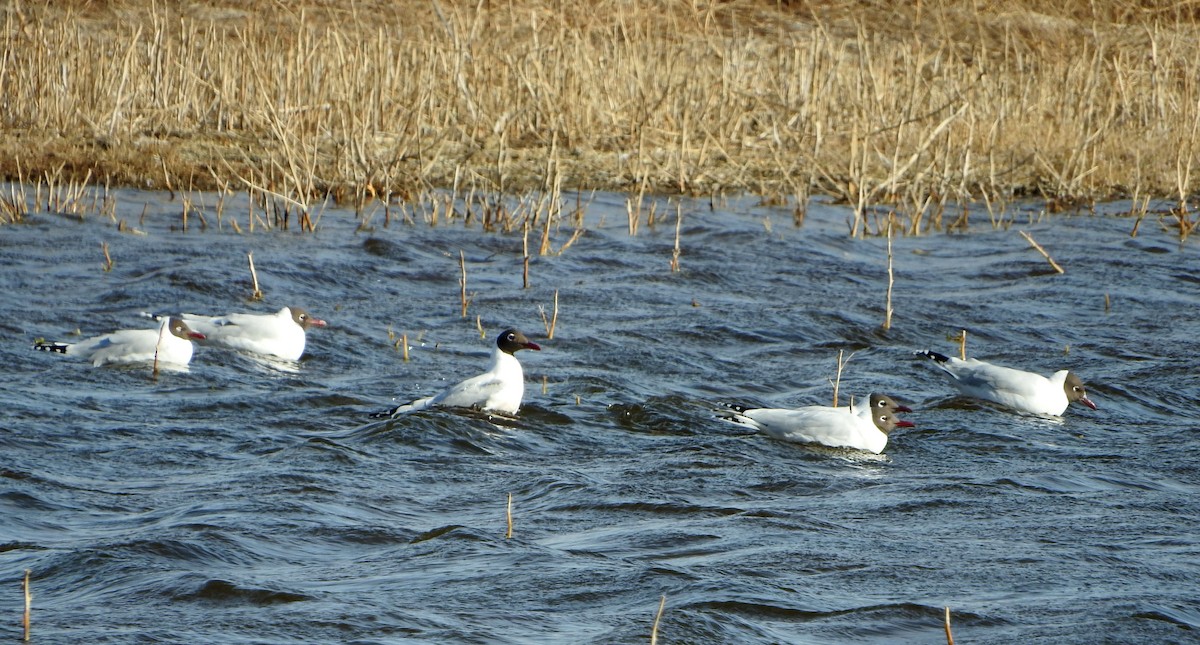 Brown-hooded Gull - ML604699951