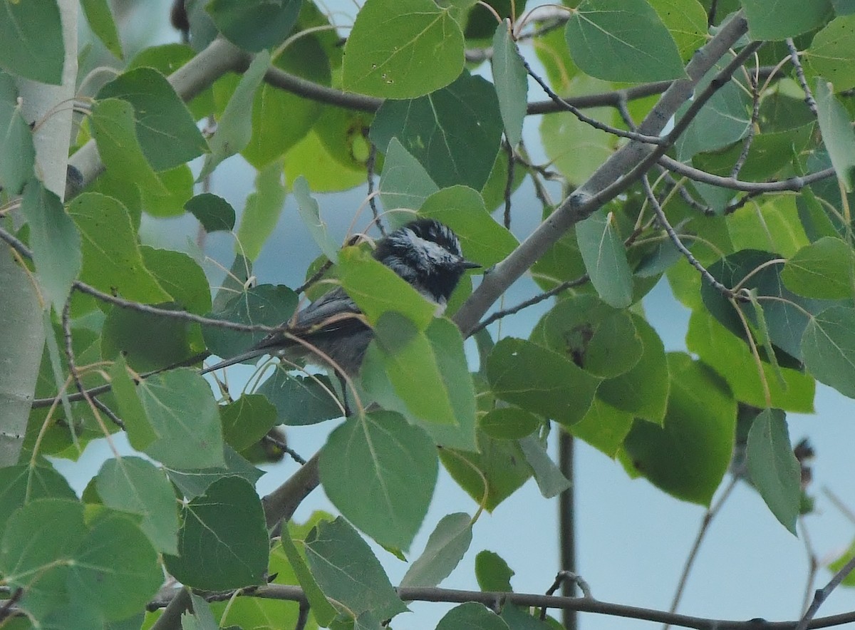 Mountain Chickadee - ML604700021