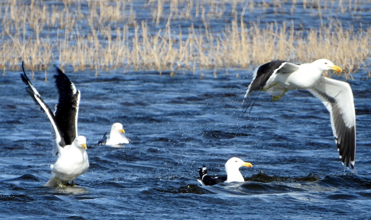 Kelp Gull - ML604700051