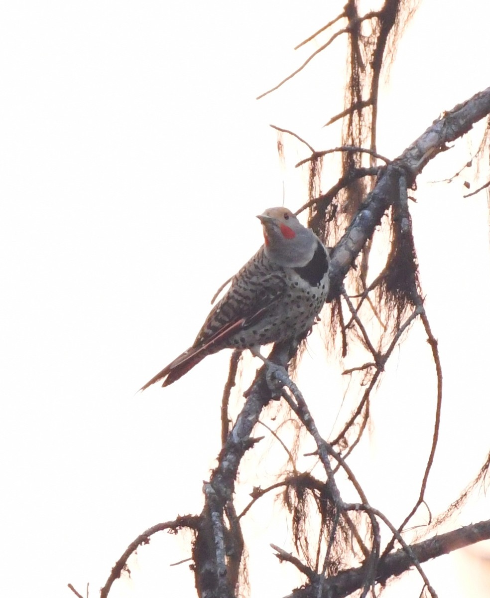 Northern Flicker - Rachel Hudson