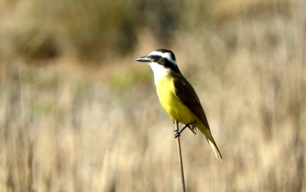Great Kiskadee - ML604700091