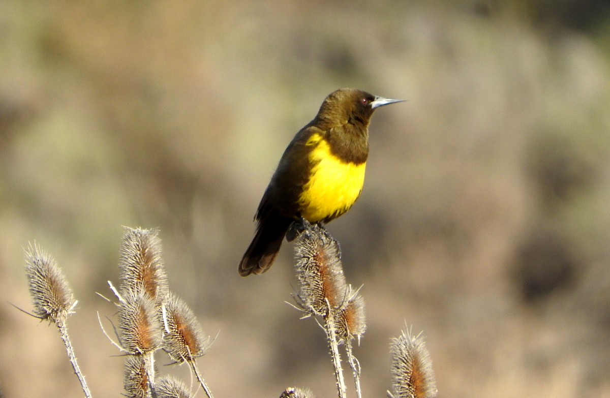 Brown-and-yellow Marshbird - ML604700251