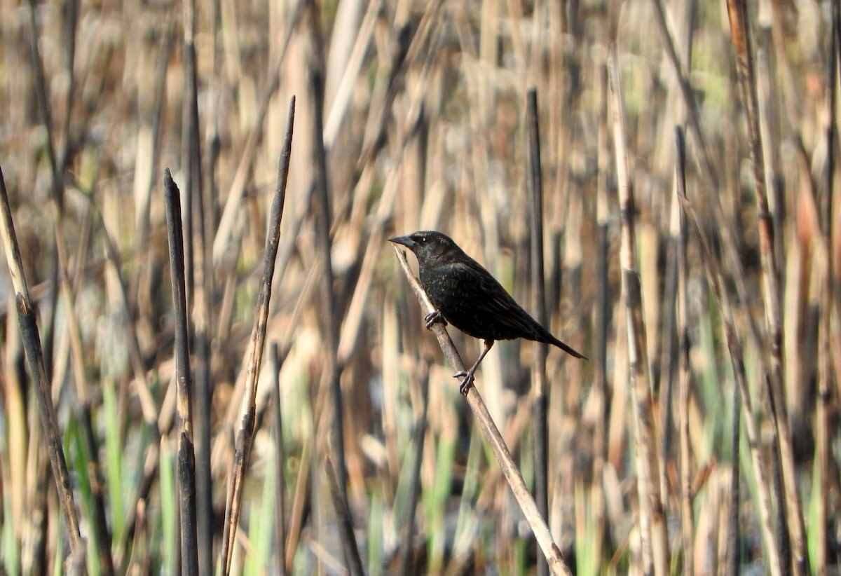Yellow-winged Blackbird - ML604700351
