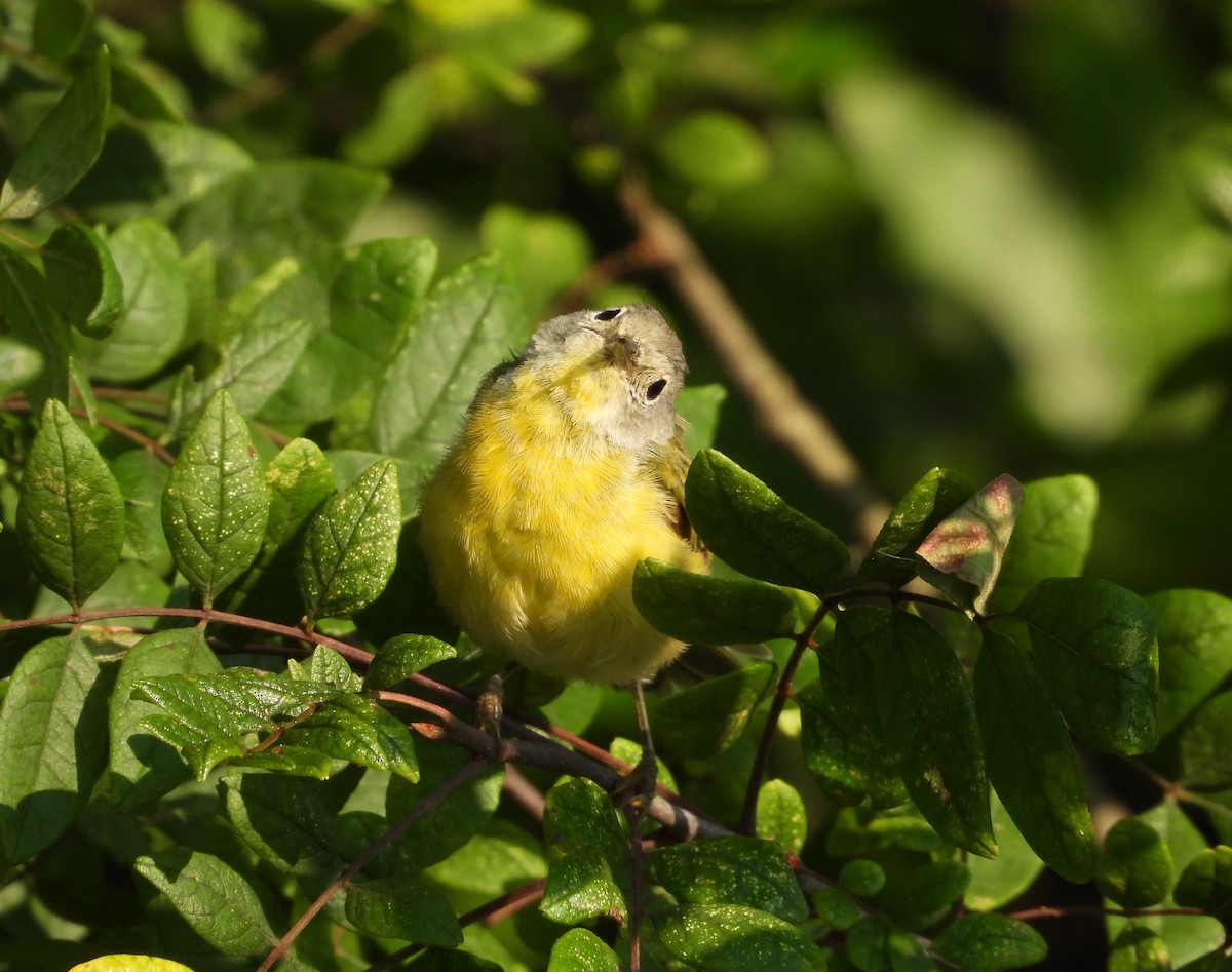 Nashville Warbler - ML604700591