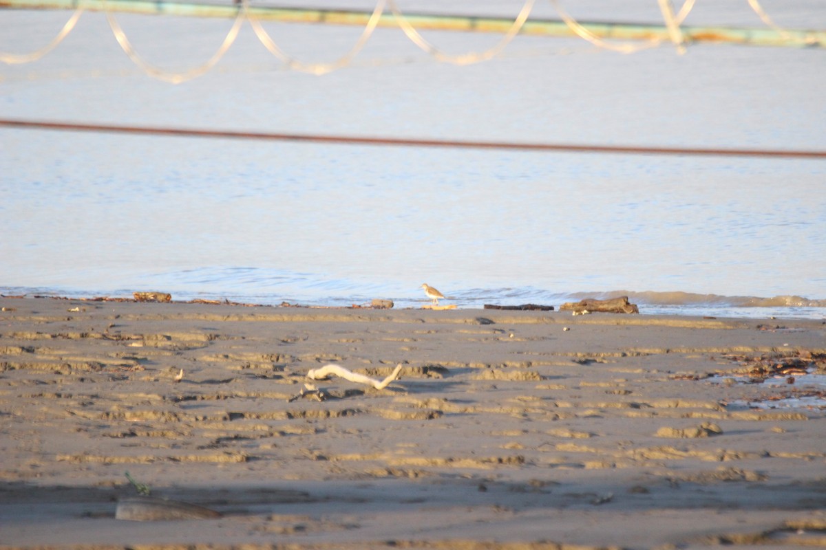 Solitary Sandpiper - Tim Zanto