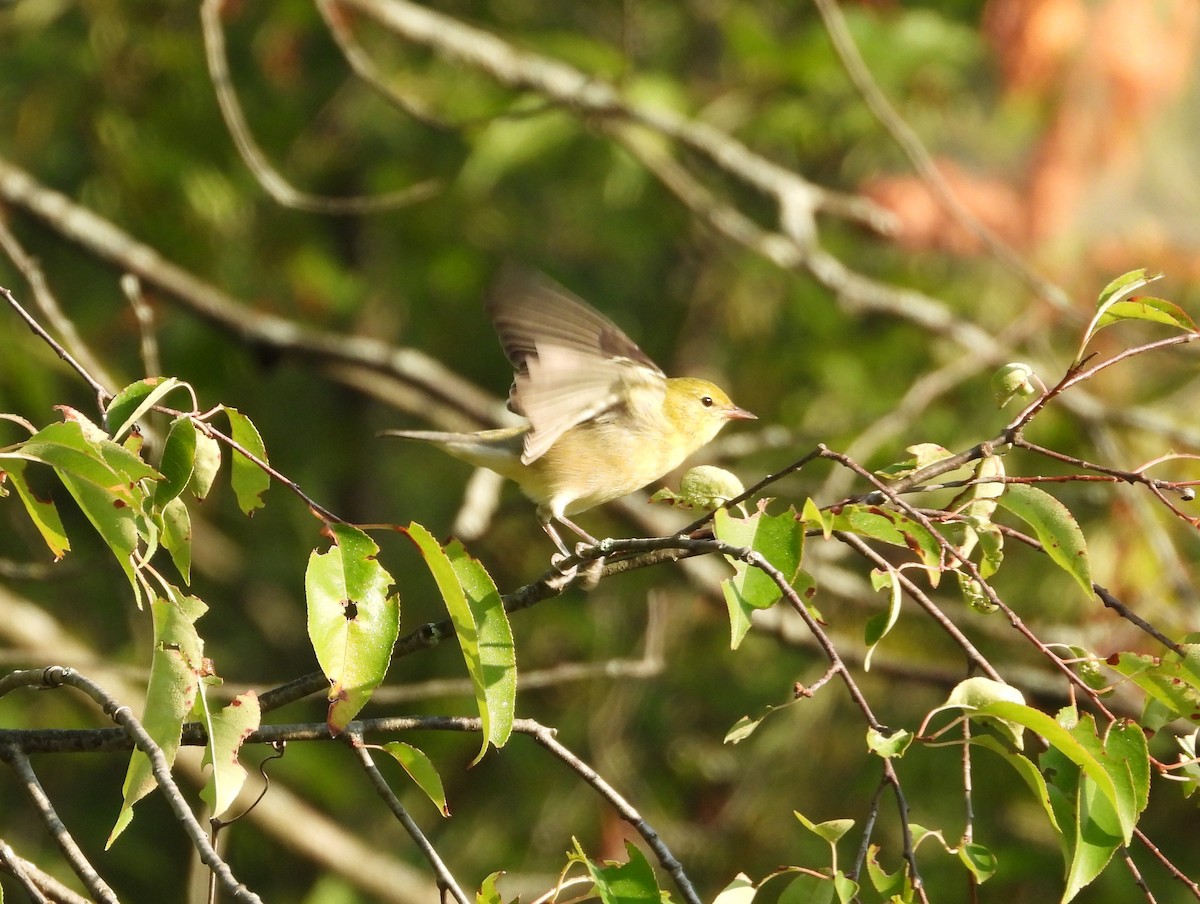 Bay-breasted Warbler - ML604701201